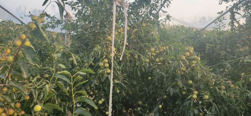 冬枣鲜枣水果葡萄，苹果