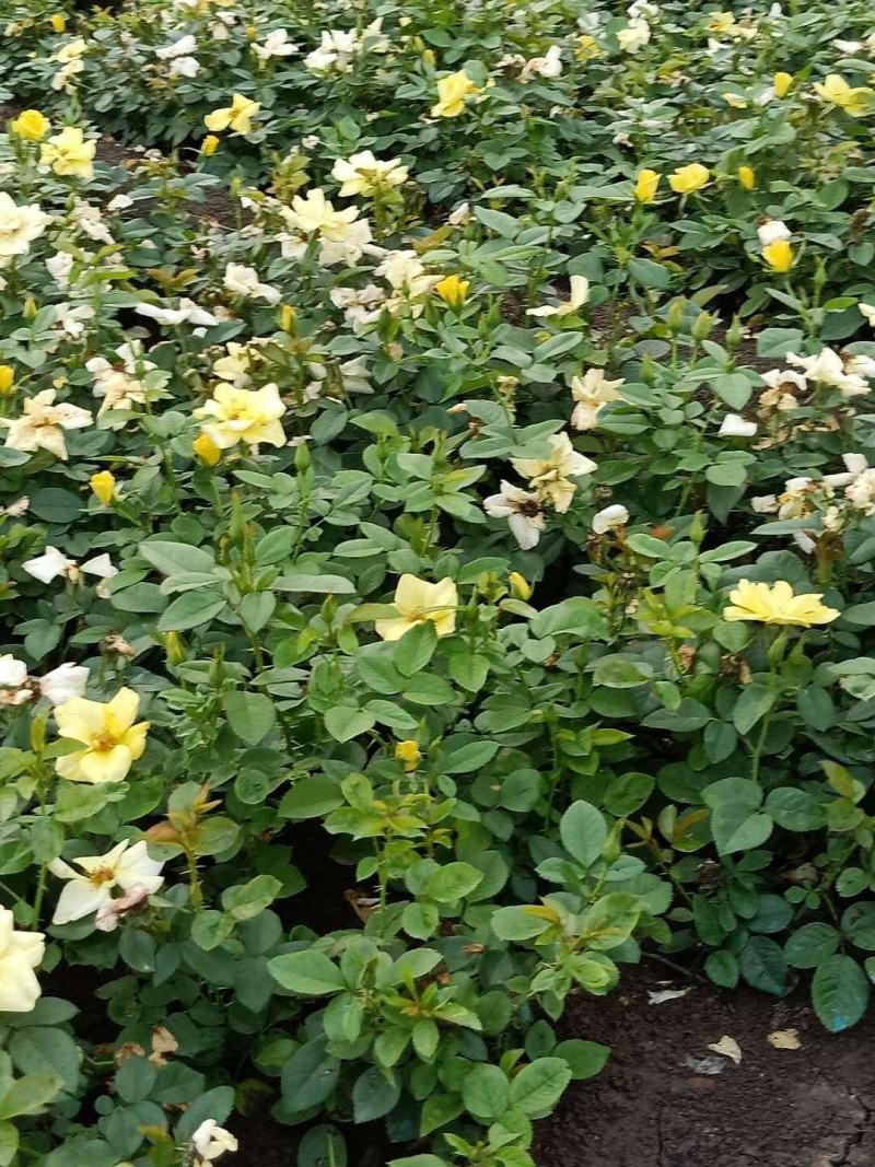 苏北苗木基地出售优质大花月季，丰花月季，红帽月季，质量好