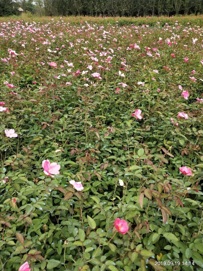 苏北苗木基地出售优质大花月季，丰花月季，红帽月季，质量好
