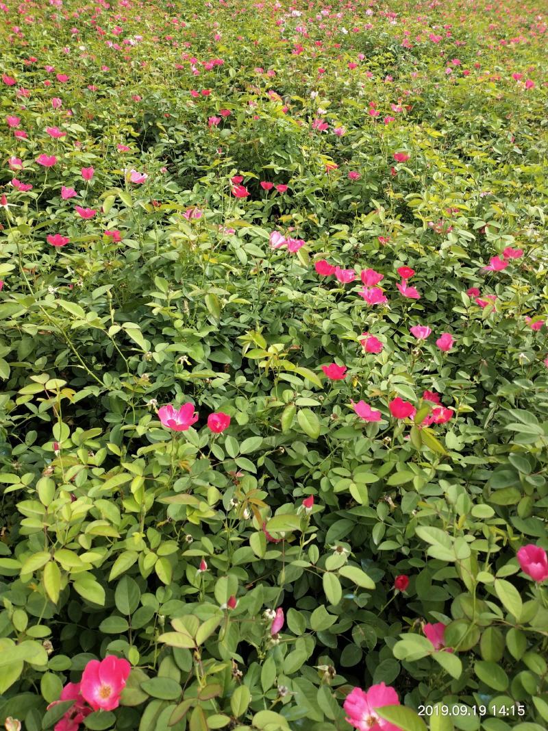 苏北苗木基地出售优质大花月季，丰花月季，红帽月季，质量好
