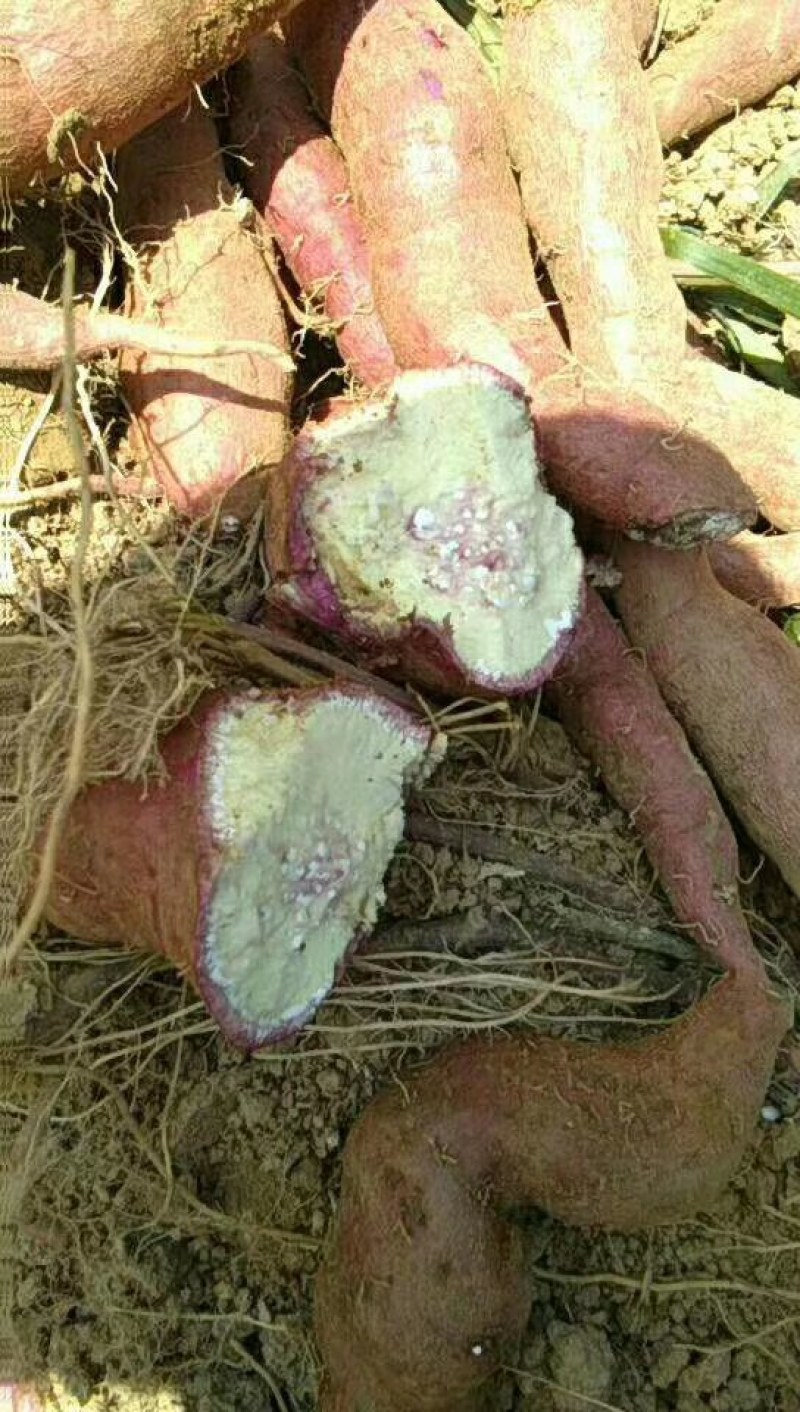 老款一点红非常粉甜。