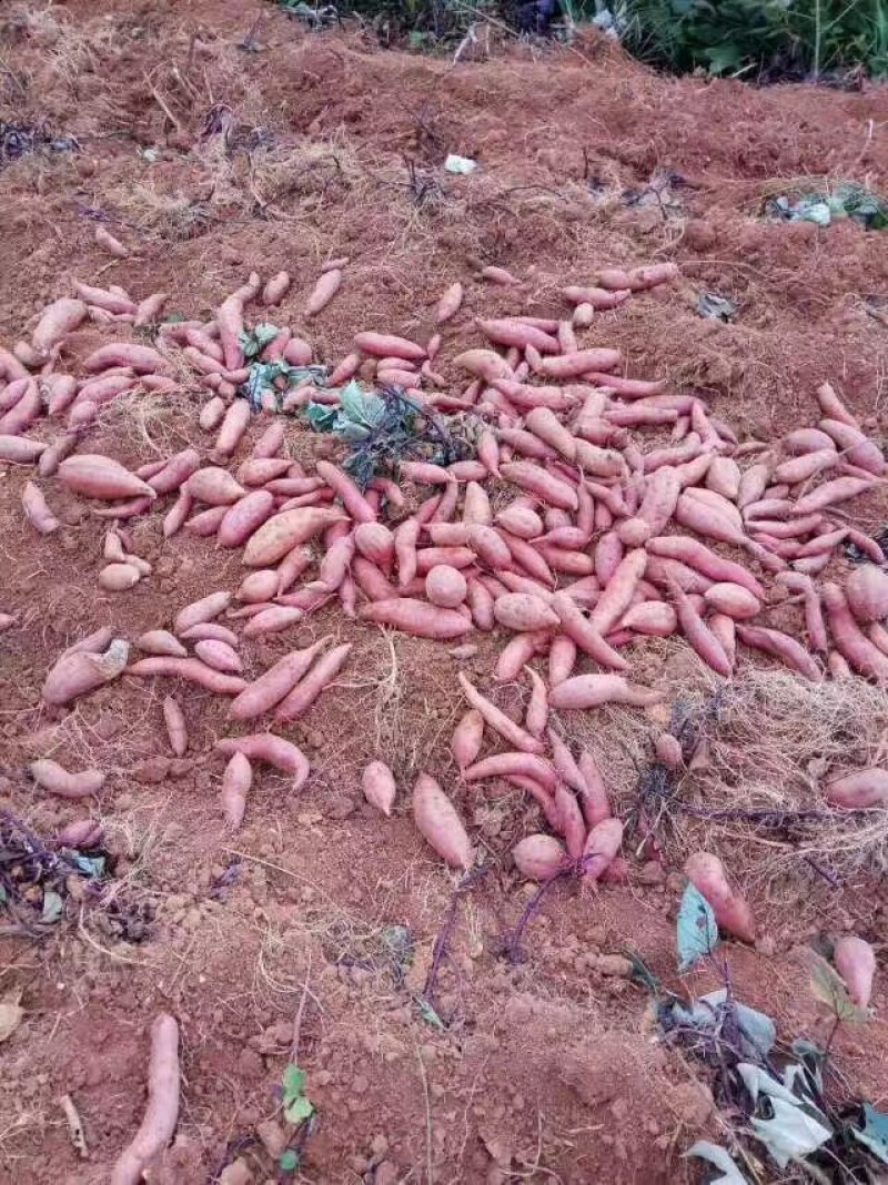 老款一点红非常粉甜。