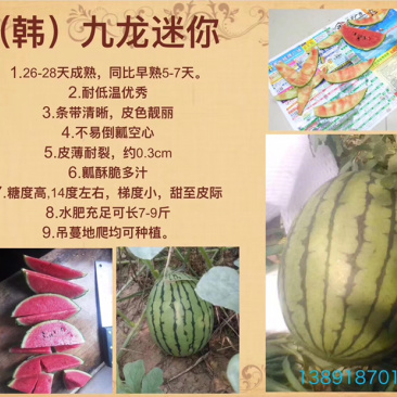 礼品西瓜九龙迷你种子
