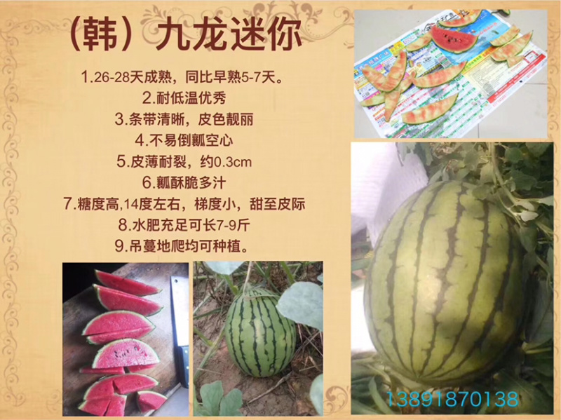 礼品西瓜九龙迷你种子