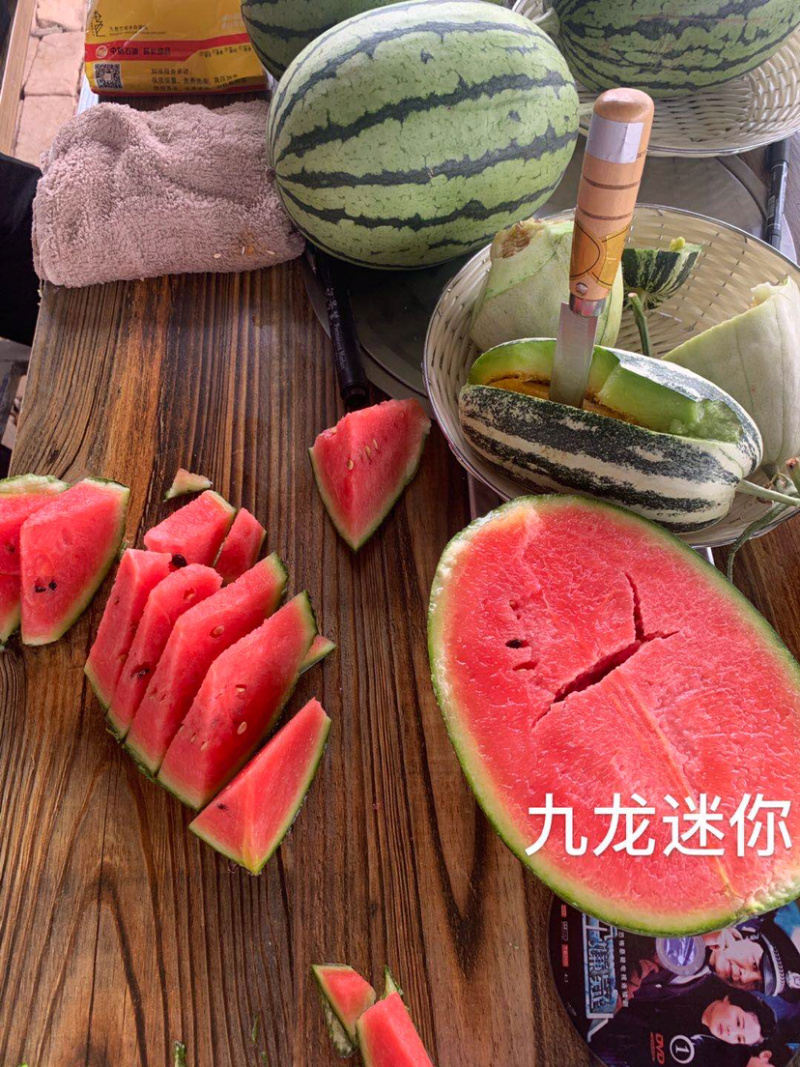 礼品西瓜九龙迷你种子