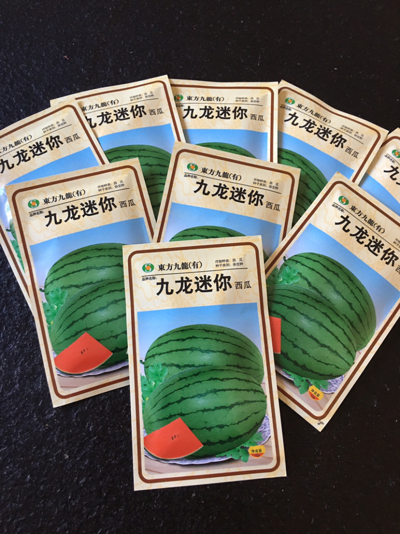 礼品西瓜九龙迷你种子
