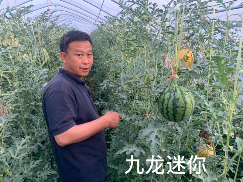 礼品西瓜九龙迷你种子
