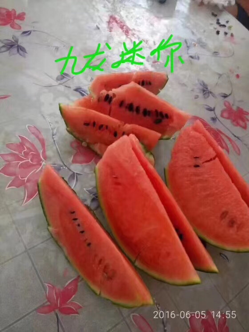 礼品西瓜九龙迷你种子