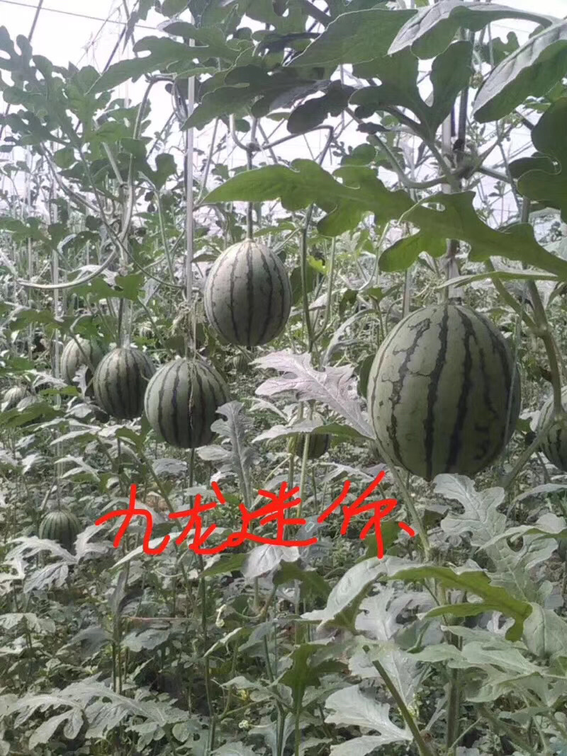 礼品西瓜九龙迷你种子