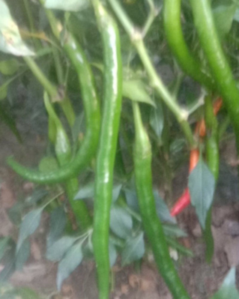 山西线椒特辣，欢迎大家来采购，