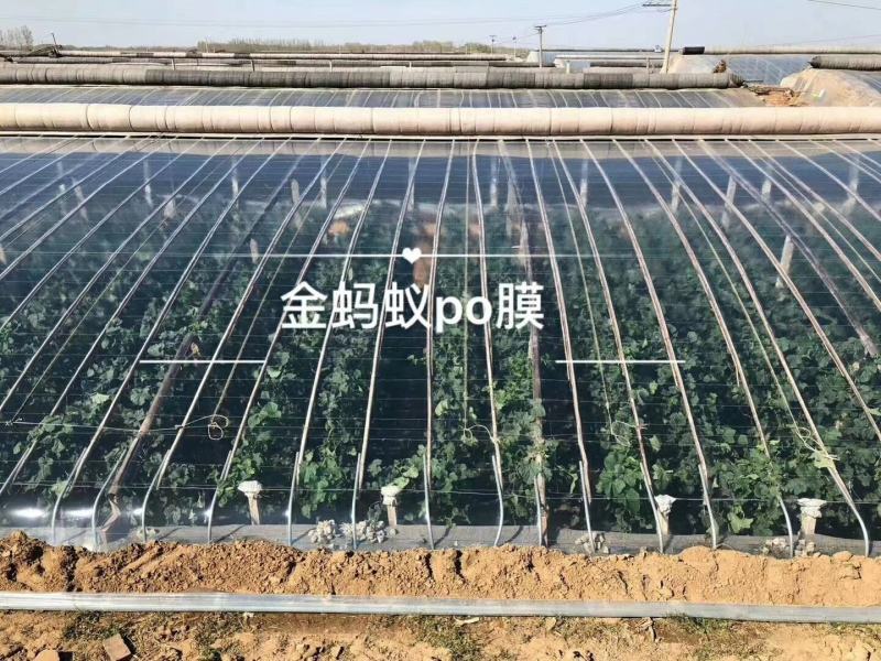 金蚂蚁精品水晶PO膜大棚膜，国内高端产品质量保证