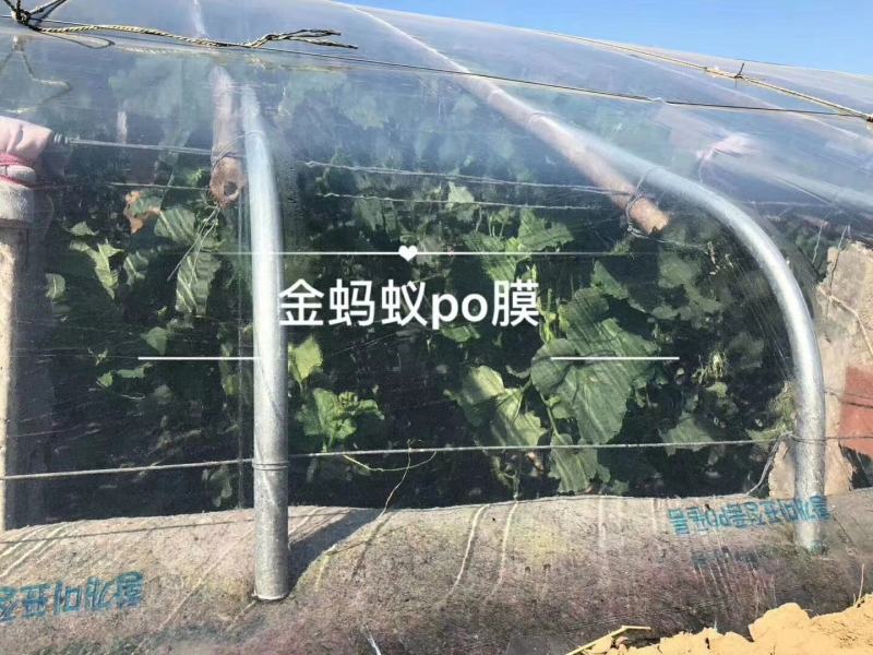 金蚂蚁精品水晶PO膜大棚膜，国内高端产品质量保证