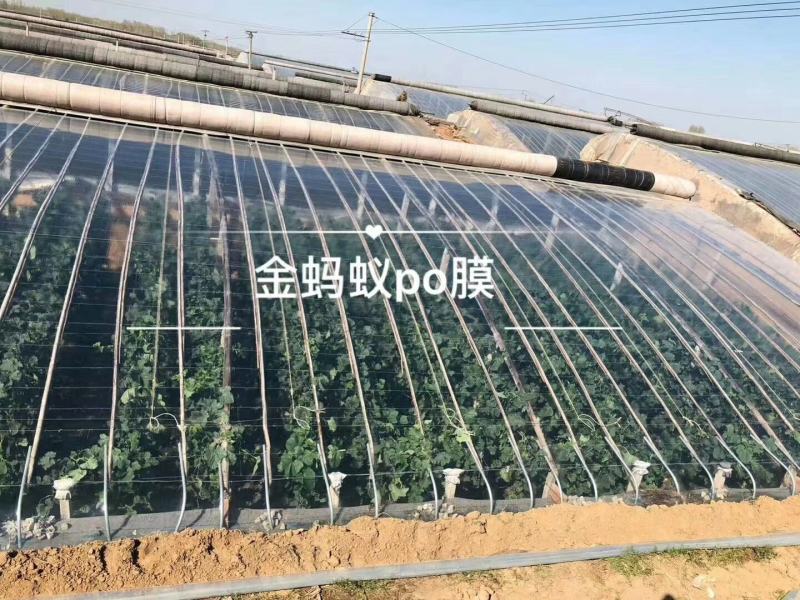 金蚂蚁精品水晶PO膜大棚膜，国内高端产品质量保证