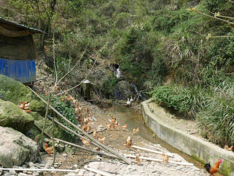 湖南土鸡走地鸡跑山鸡湘黄鸡山养土鸡鸡群健康品质保证
