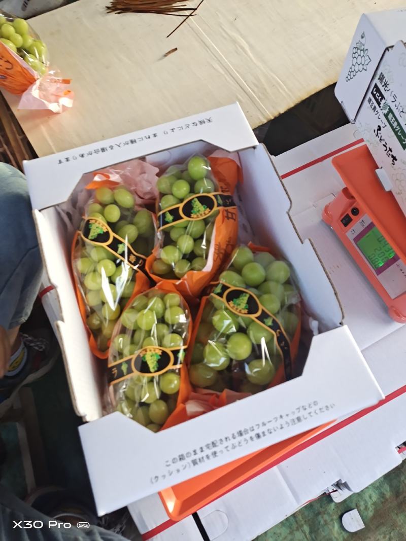 【精选】陕西阳光玫瑰，产地货源，质量保障，价格便宜