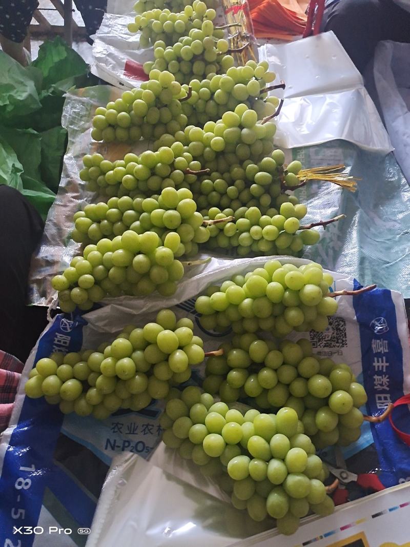 【精选】陕西阳光玫瑰，产地货源，质量保障，价格便宜
