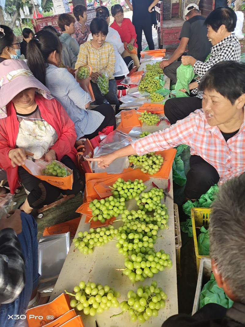 【精选】陕西阳光玫瑰，产地货源，质量保障，价格便宜