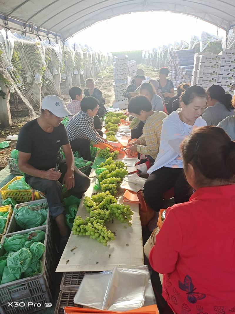 【精选】陕西阳光玫瑰，产地货源，质量保障，价格便宜