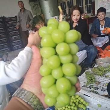 【精选】陕西阳光玫瑰，产地货源，质量保障，价格便宜
