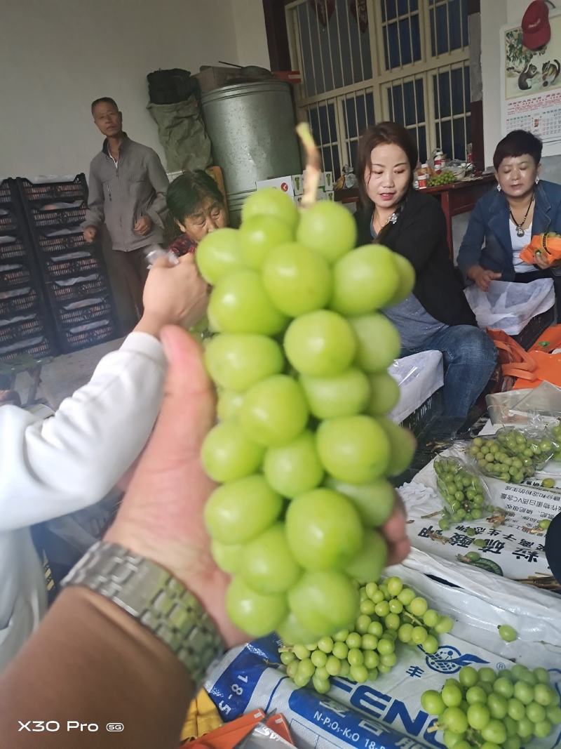 【精选】陕西阳光玫瑰，产地货源，质量保障，价格便宜