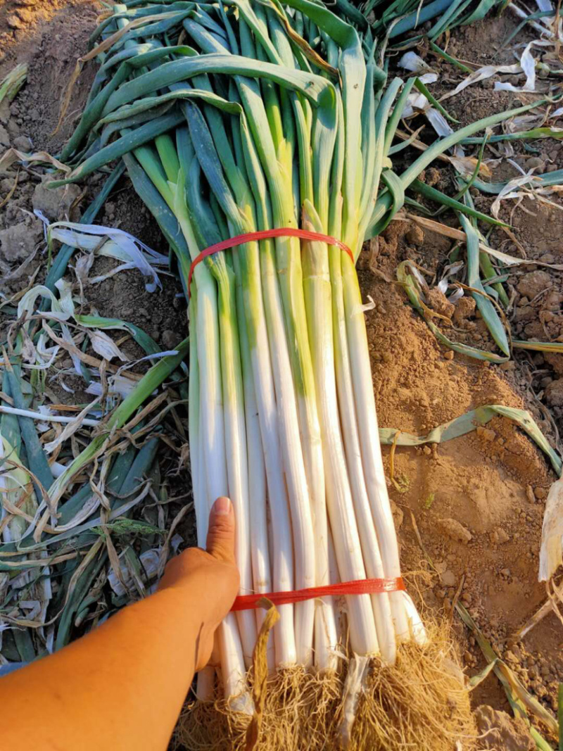 长白大葱大量上市货源充足保证质量实地考察