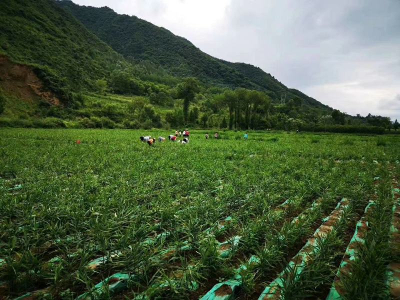 生姜丫，鲜姜，鲜生姜，价格便宜，量一下从优