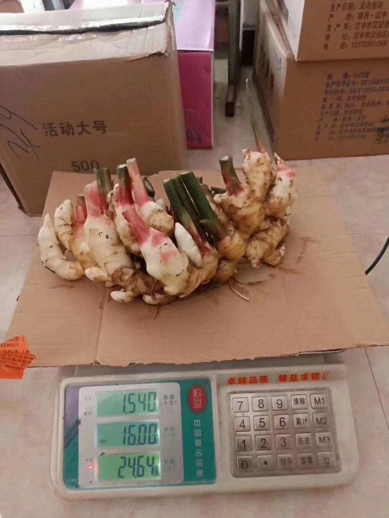 生姜丫，鲜姜，鲜生姜，价格便宜，量一下从优