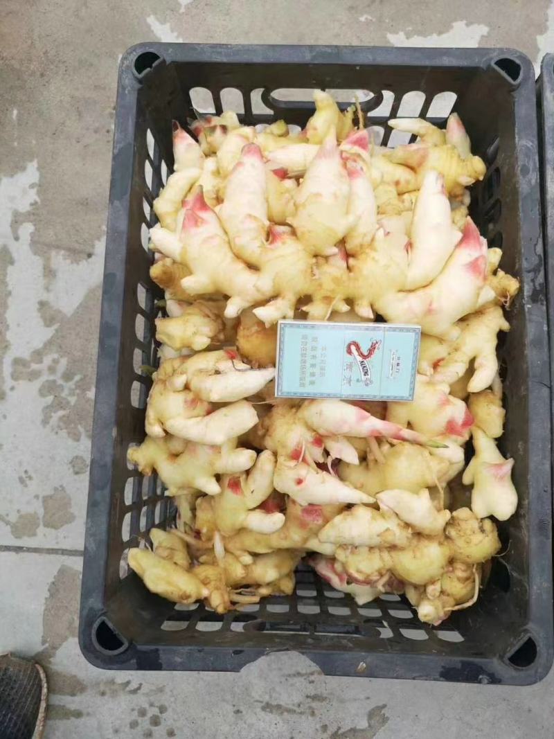 生姜丫，鲜姜，鲜生姜，价格便宜，量一下从优