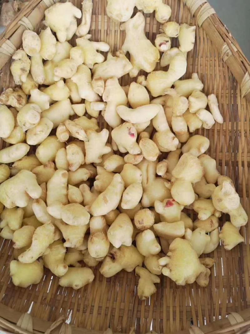生姜丫，鲜姜，鲜生姜，价格便宜，量一下从优