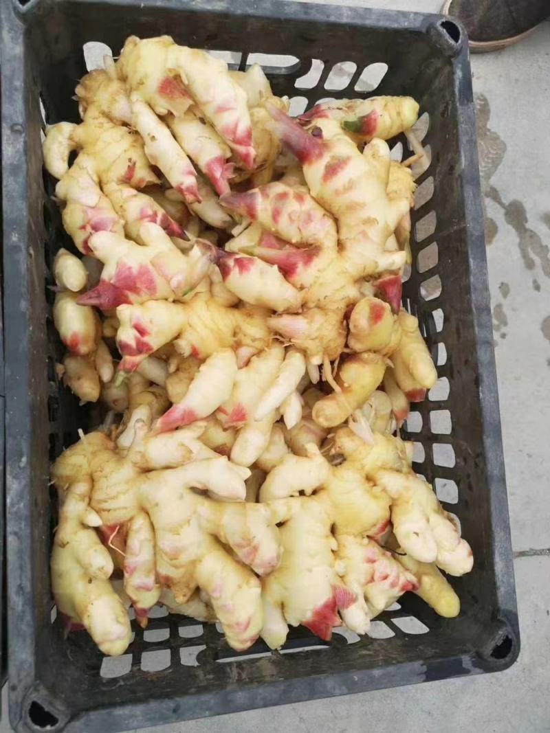 生姜丫，鲜姜，鲜生姜，价格便宜，量一下从优