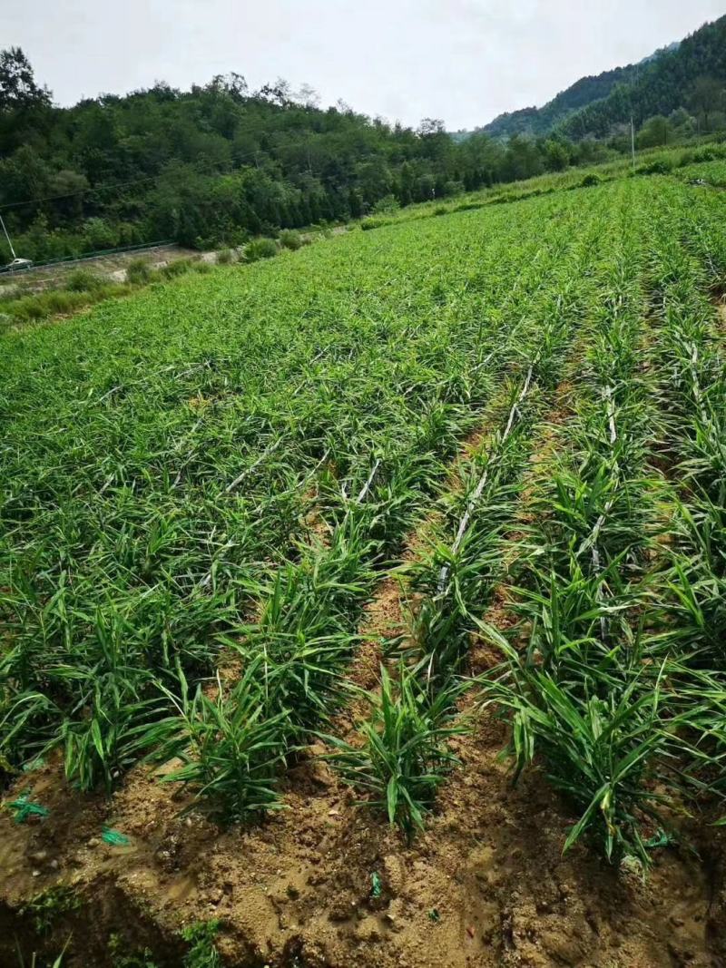 生姜丫，鲜姜，鲜生姜，价格便宜，量一下从优