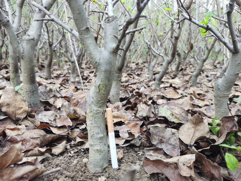海棠长寿果矮化（盆景素材）坐果后鲜红的果实挂满全树