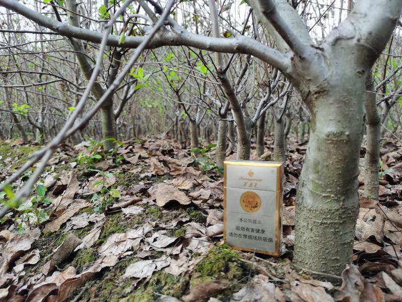 海棠长寿果矮化（盆景素材）坐果后鲜红的果实挂满全树