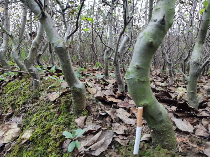 海棠长寿果矮化（盆景素材）坐果后鲜红的果实挂满全树