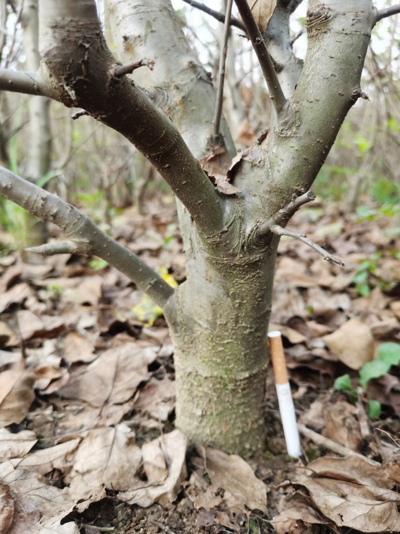 海棠长寿果矮化（盆景素材）坐果后鲜红的果实挂满全树