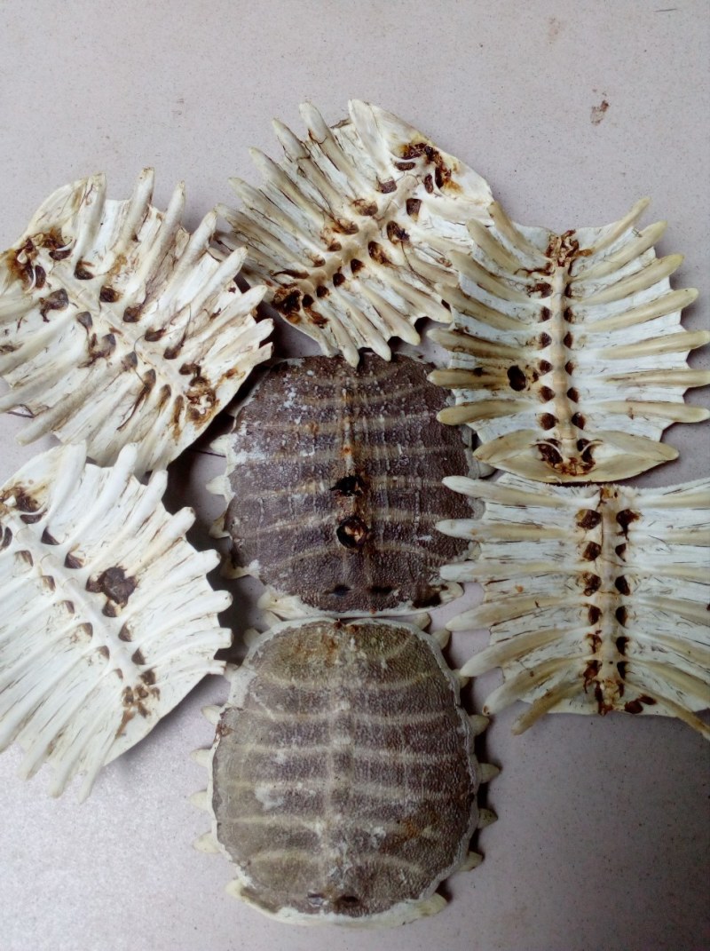 甲鱼壳，鳖甲个子(水洗净货、通货)