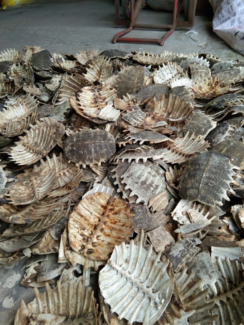 甲鱼壳，鳖甲个子(水洗净货、通货)