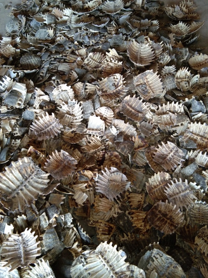 甲鱼壳，鳖甲个子(水洗净货、通货)