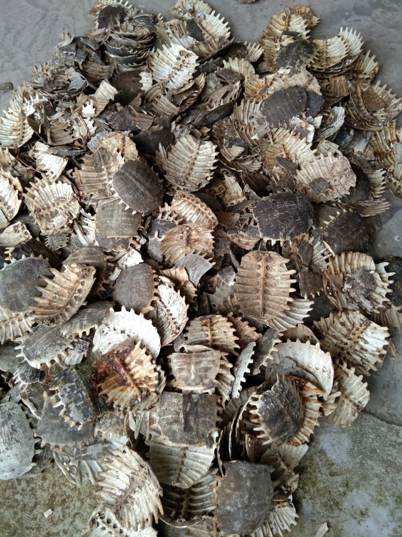 甲鱼壳，鳖甲个子(水洗净货、通货)