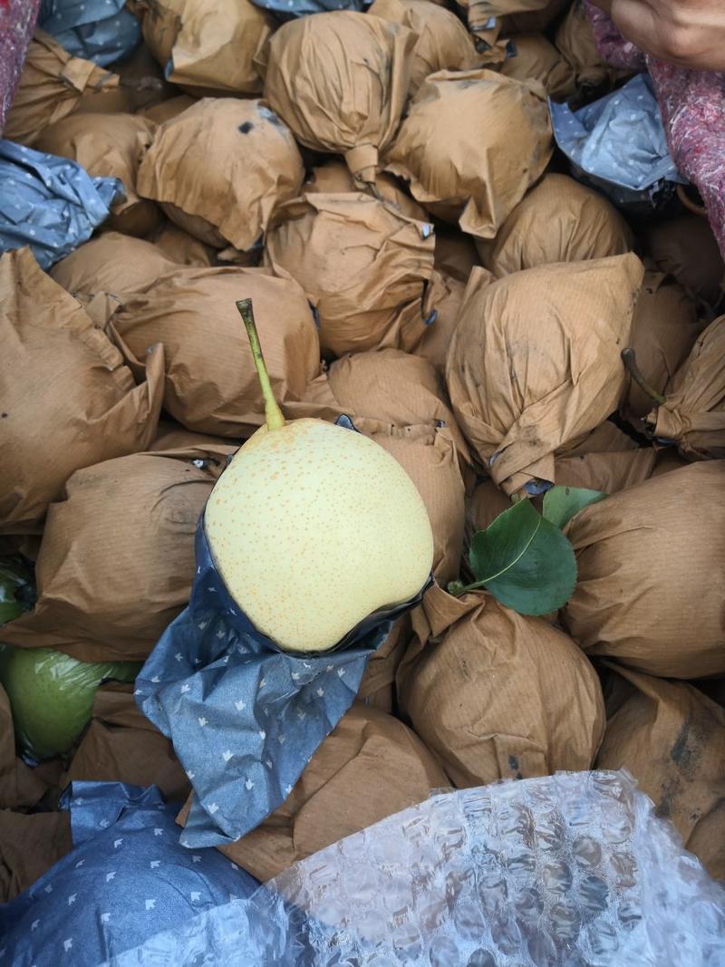 泊头鸭梨之乡的膜袋鸭梨，纸袋水晶梨大量上市了