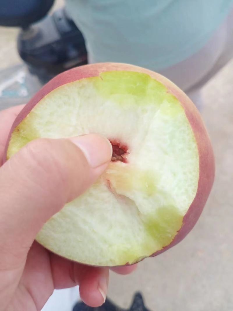 秋彤毛桃产地批发秋彤离核毛桃上市质量好口感脆甜