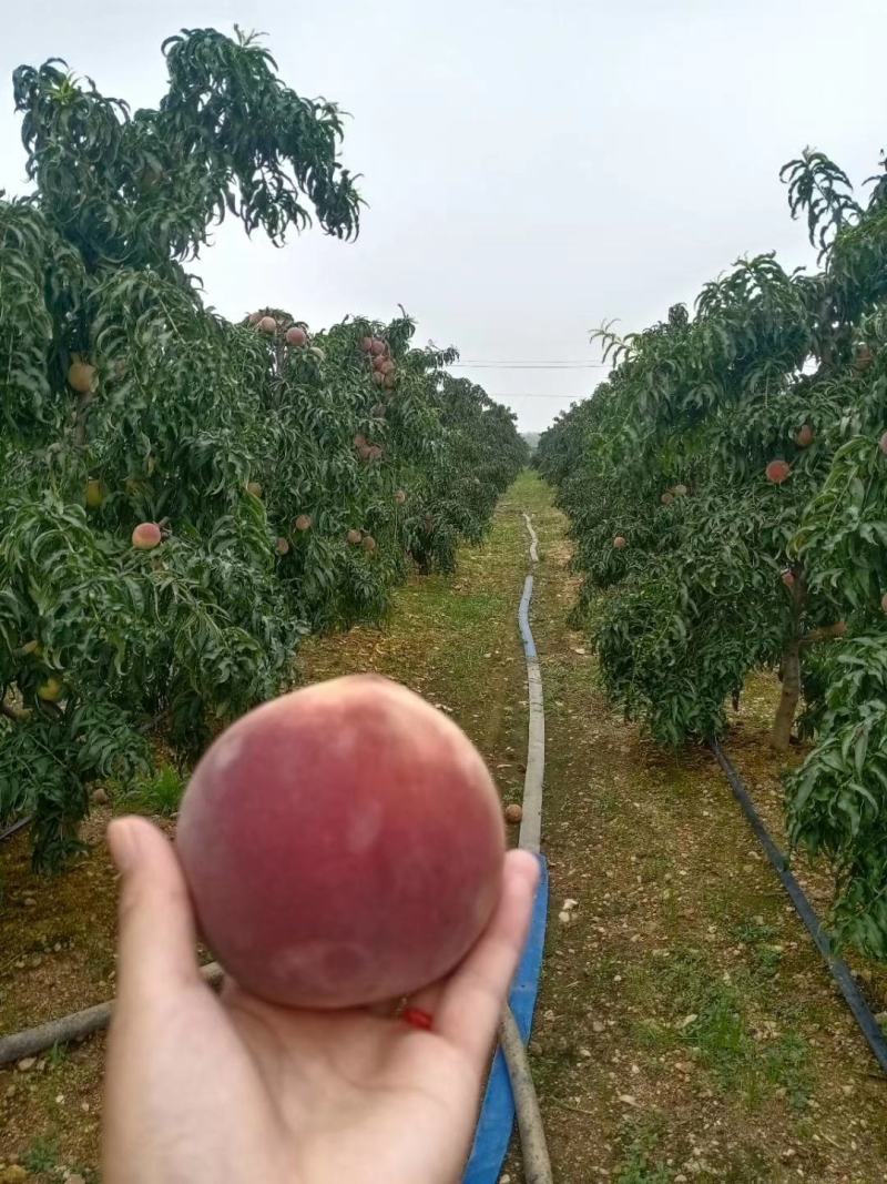 秋彤毛桃产地批发秋彤离核毛桃上市质量好口感脆甜