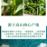 新茶碧螺春茶叶绿茶2026春茶明前一级嫩牙茶浓香500g