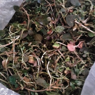 纯野生金线莲（物美价廉）