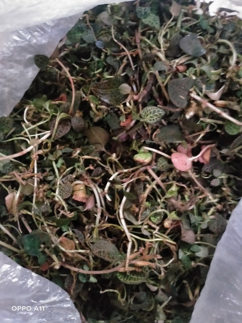 纯野生金线莲（物美价廉）