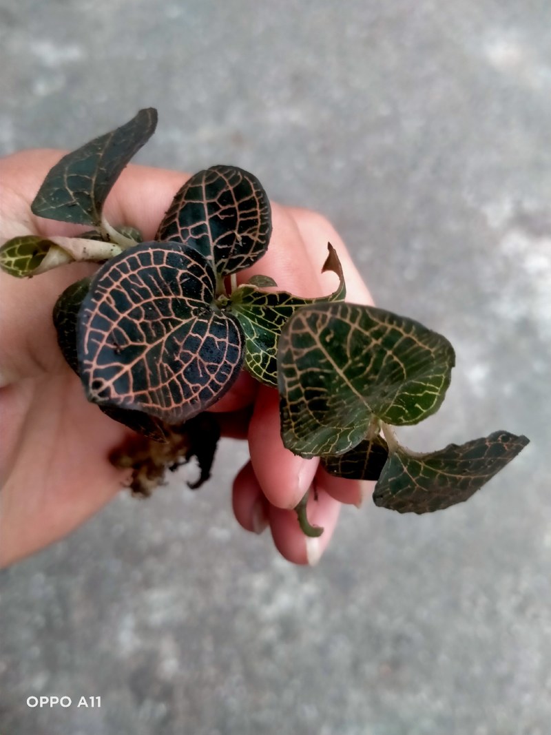 纯野生金线莲（物美价廉）