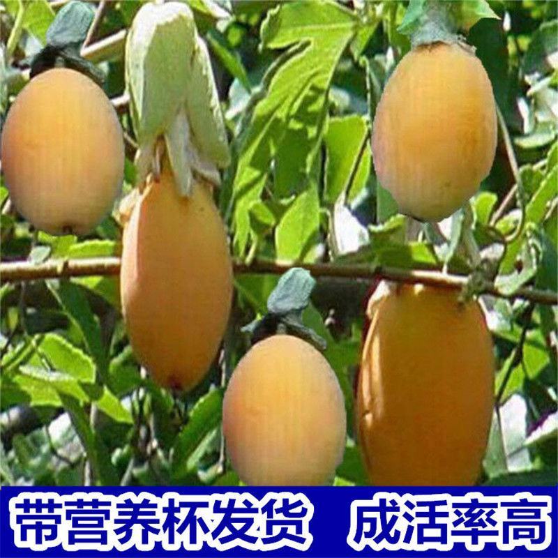 台湾金蜜百香果苗纯甜不酸耐寒品种四季可种果树当年结果