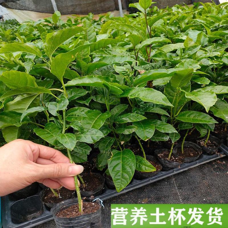 台湾金蜜百香果苗纯甜不酸耐寒品种四季可种果树当年结果