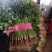 香菜，聊城铁杆青香菜中叶，大量现货供应，香菜
