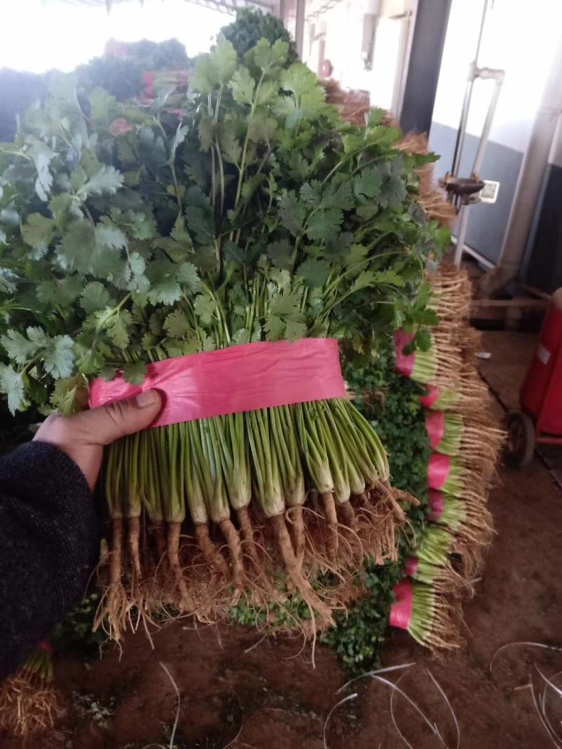 香菜，聊城铁杆青香菜中叶，大量现货供应，香菜